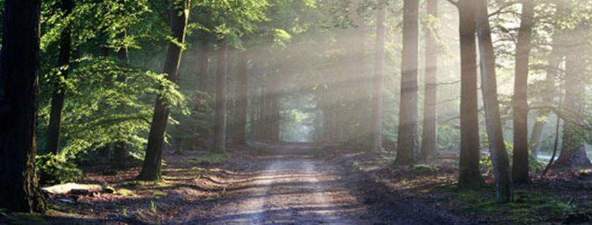 Día Internacional de los Bosques